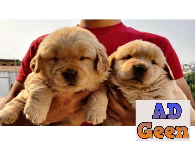 used Golden Retriever Heavy Bone 40 Days Puppies available 9793862529 for sale 